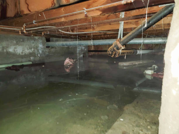 Best Flood restoration services  in Mountain View, HI
