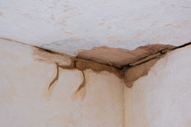 Best Professional water damage repair  in Mountain View, HI