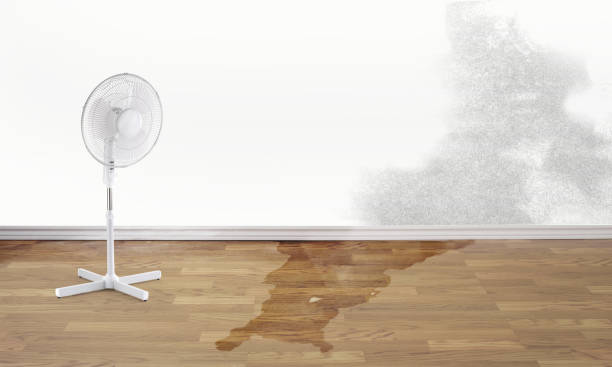 Best Flood damage cleanup  in Mountain View, HI