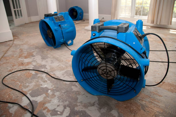 Best Carpet water damage restoration  in Mountain View, HI